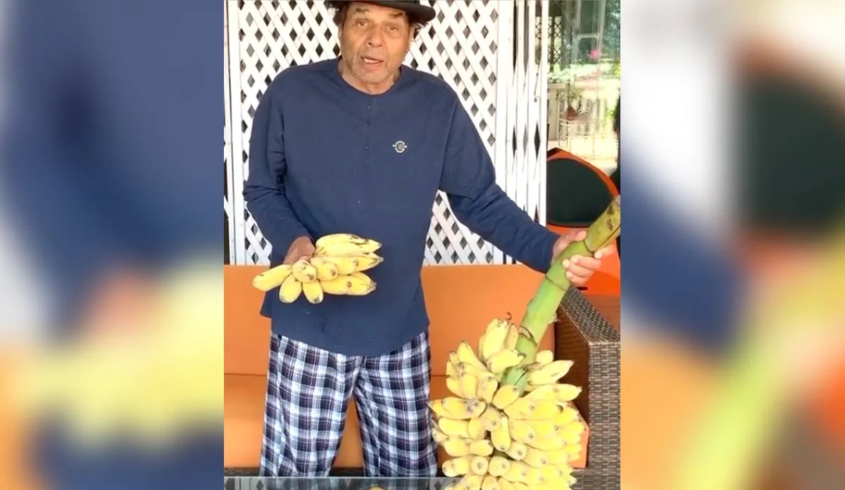 Dharmendra is growing fruits in his farmhouse - India TV Hindi