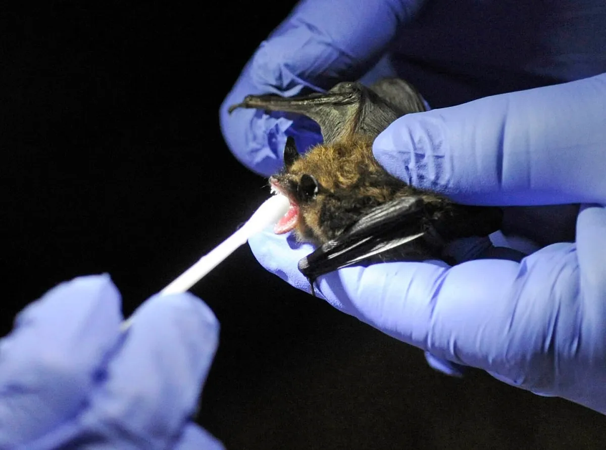 Scientists discover six new coronaviruses in bats- India TV Hindi