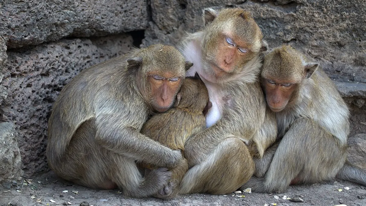 Monkey Death Postmortem Report, Monkeys Death Sambhal, Monkeys Sambhal Death- India TV Hindi