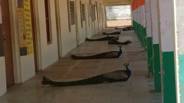 राजस्थान के स्कूल में...- India TV Hindi