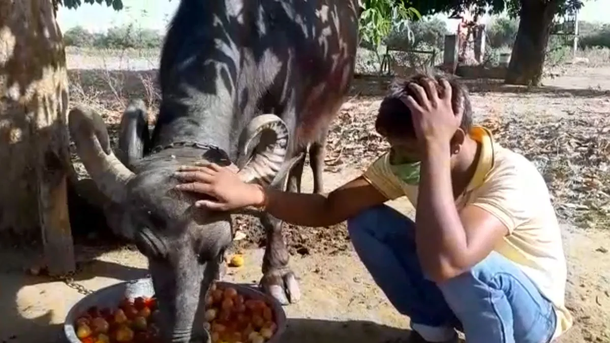 राजस्थान में जानवरों...- India TV Hindi