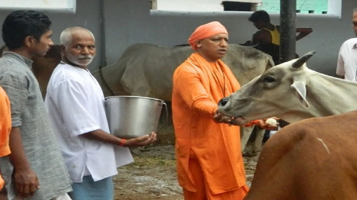 Cow- India TV Hindi
