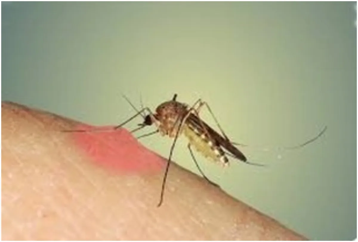  Chikungunya- India TV Hindi