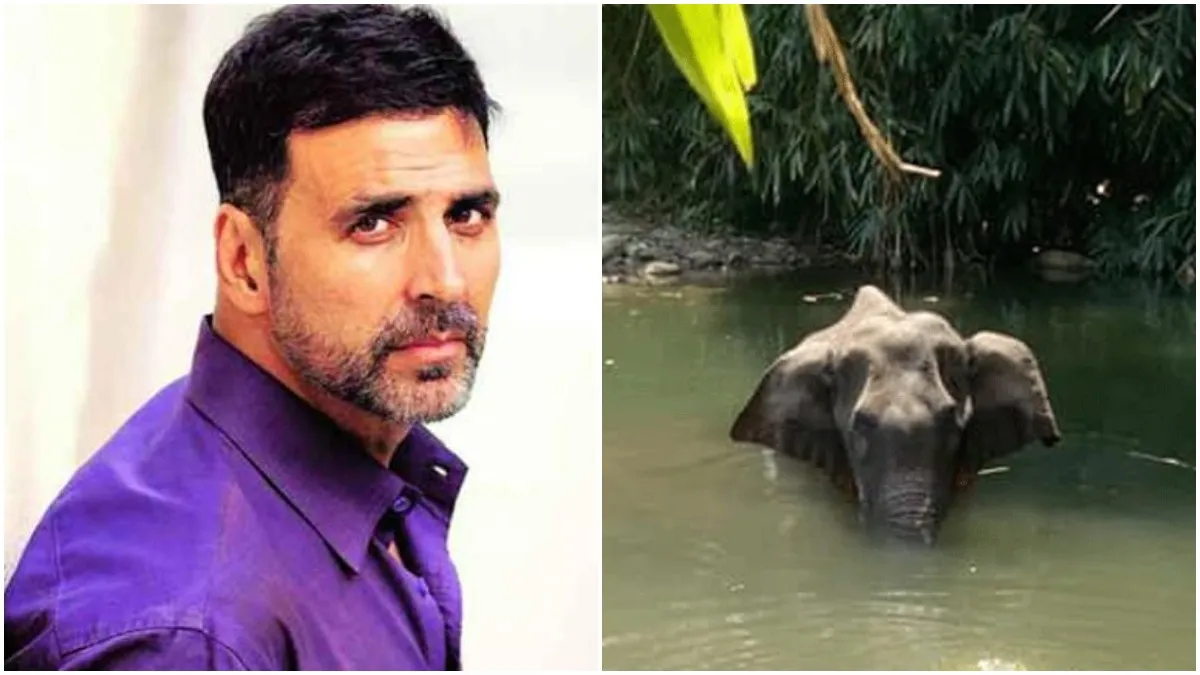 Latest News Bollywood Akshay Kumar anger on Pregnant elephant Murder in Kerala,गर्भवती हथिनी की हत्य- India TV Hindi