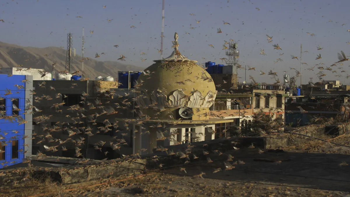 Locust Attack in Uttar Pradesh- India TV Hindi