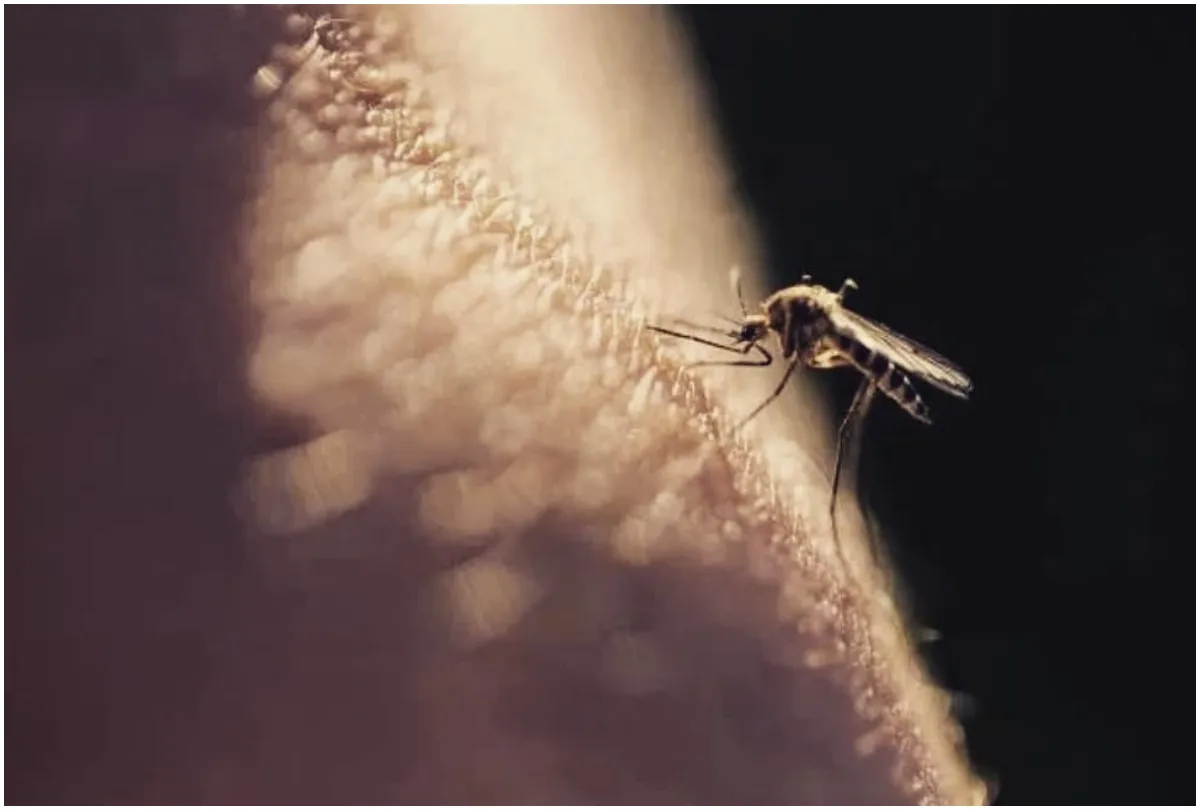 Anopheles Mosquito- India TV Hindi