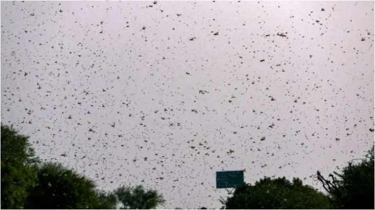 Locust attack, Delhi govt, high alert, issues advisory- India TV Hindi