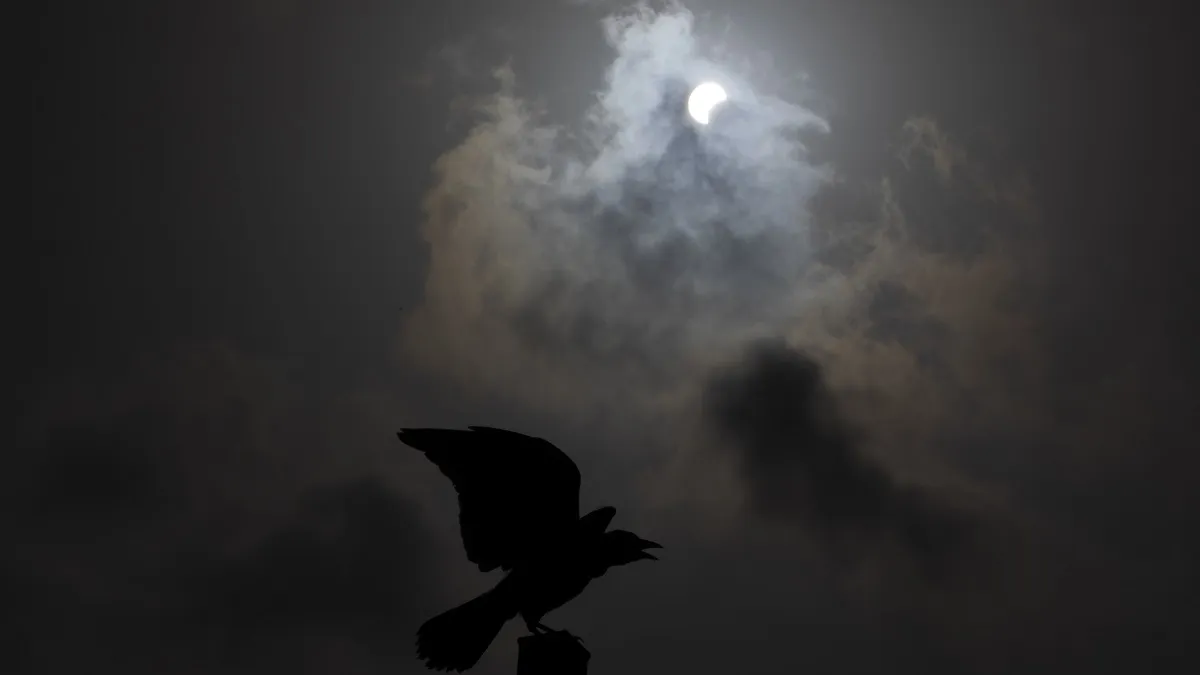 A crow is silhouetted against a partial solar eclipse in Hefer Valley, Israel.- India TV Hindi