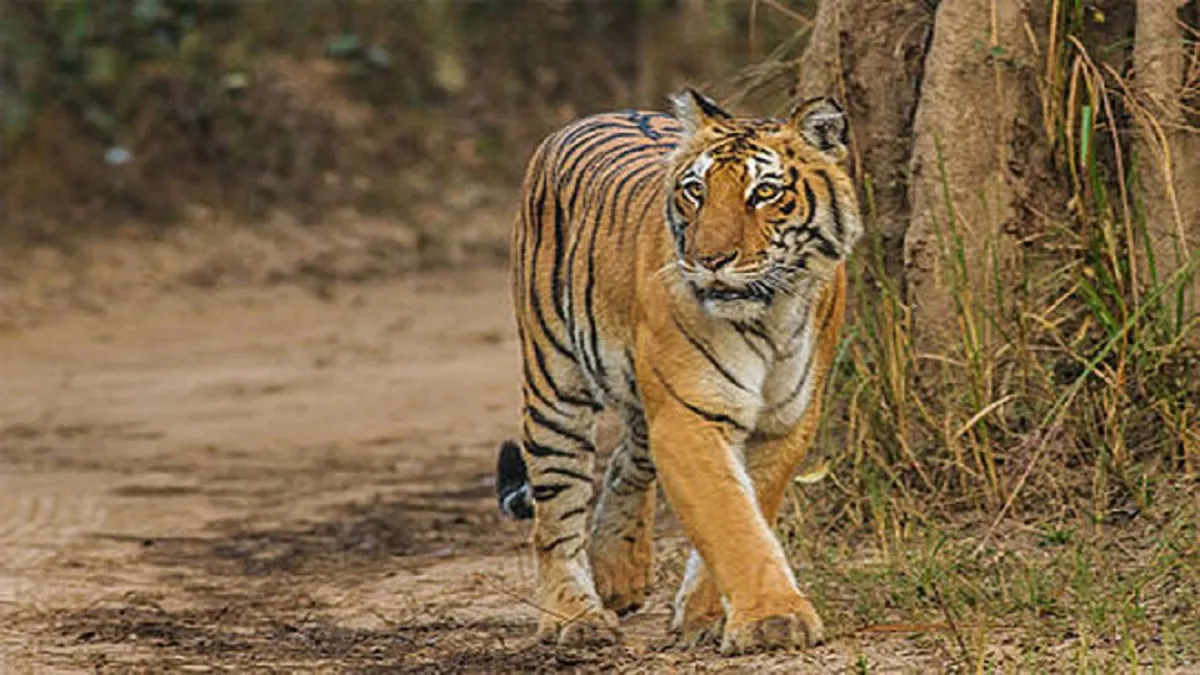 Tiger Killed- India TV Hindi