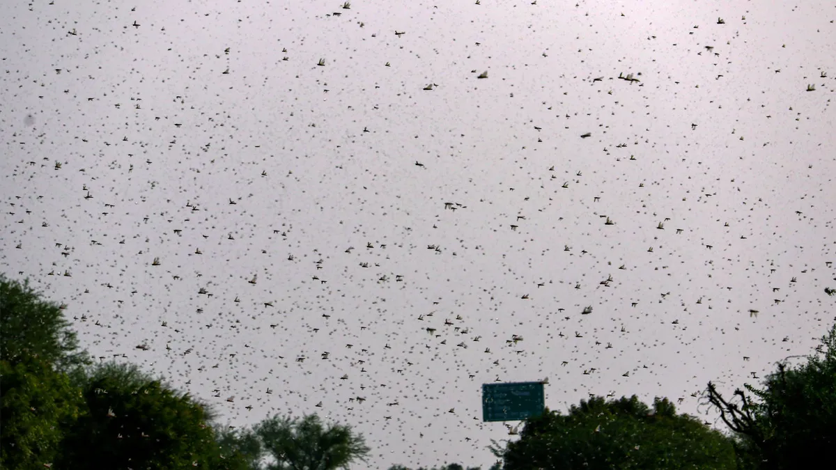 Locust attack- India TV Hindi