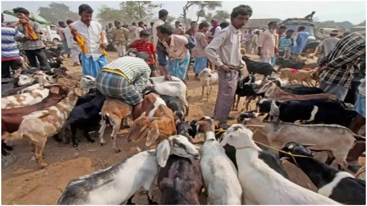 बकरीद पर कुर्बानी को लेकर हर तरफ बहस जारी है।- India TV Hindi