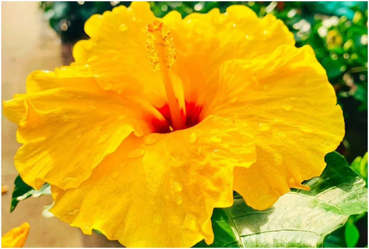 Yellow Color Flower - India TV Hindi