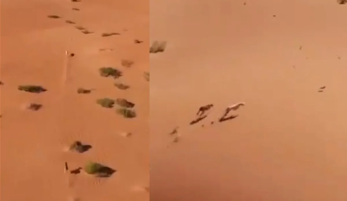 Video: मासूम की जान के पीछे पड़े थे खूंखार कुत्ते, ड्रोन के जरिए दिखी जिंदगी और मौत की खतरनाक जंग- India TV Hindi
