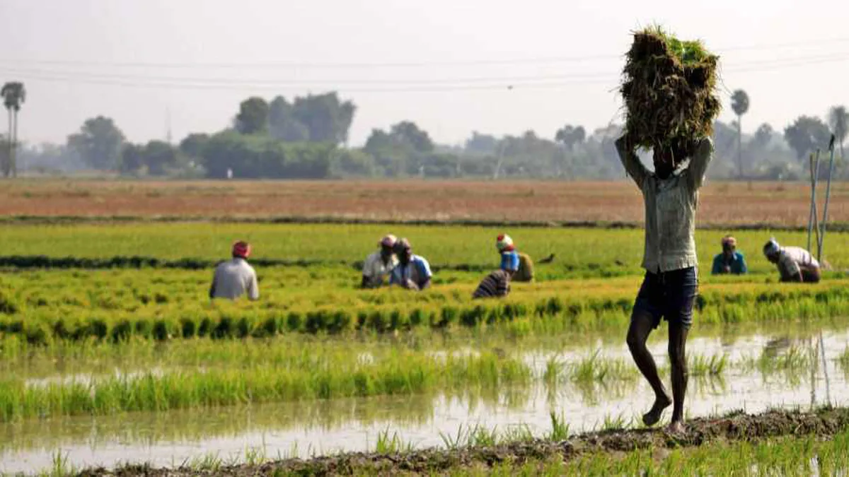 Retail inflation for farm rural workers drops in July- India TV Paisa