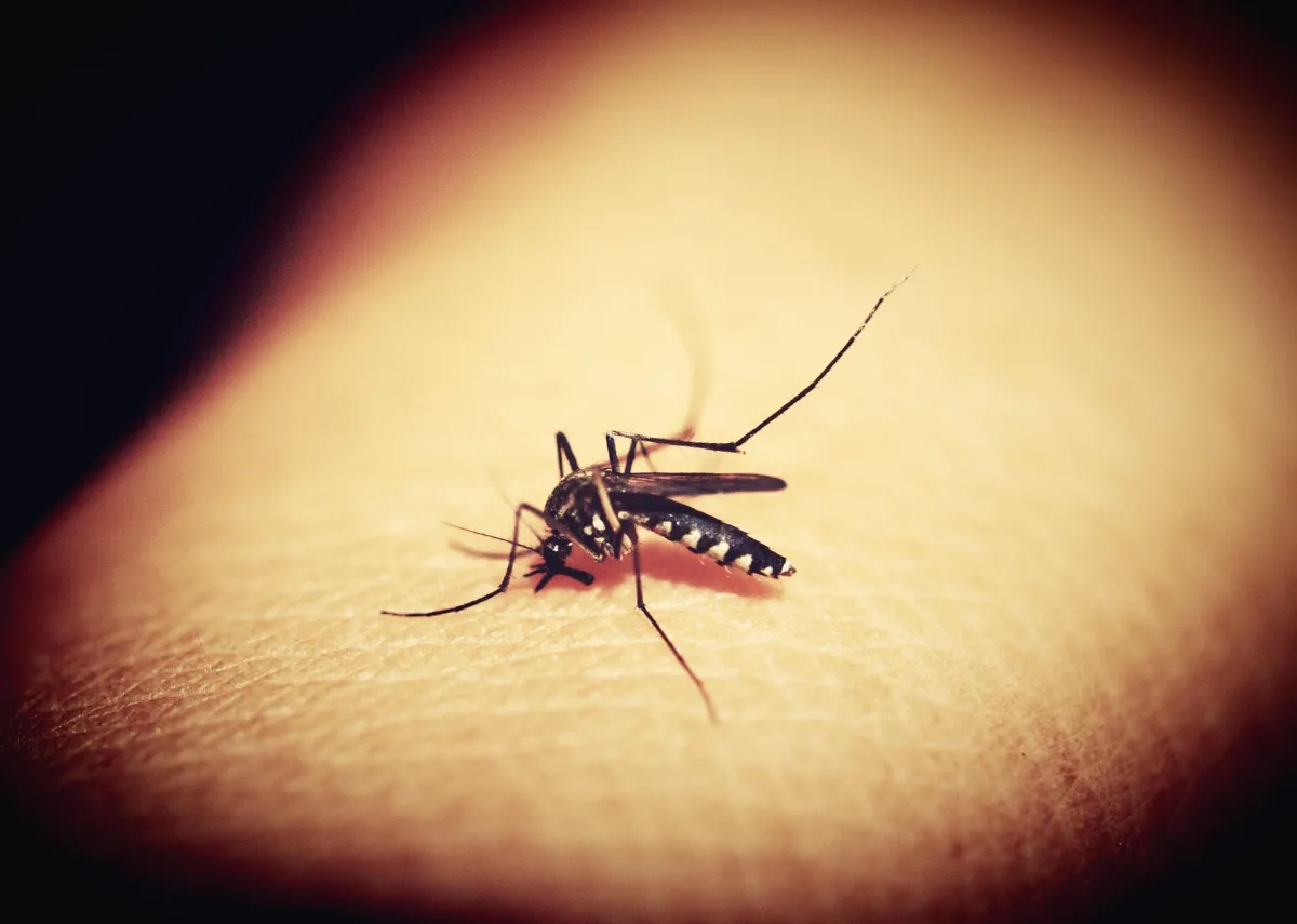 Coronavirus spread through mosquito bite research says no । क्या मच्छरों के काटने से फैलता है कोरोना- India TV Hindi