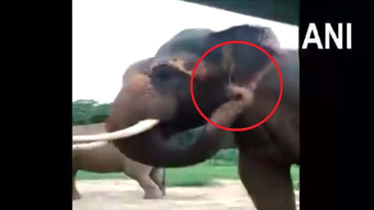 Video: Video of elephants itching and tusking ears goes viral- India TV Hindi