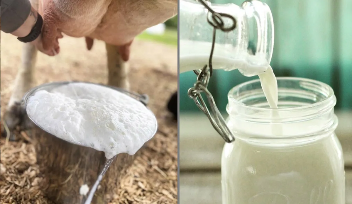 कच्चा दूध पीने के नुकसान- India TV Hindi