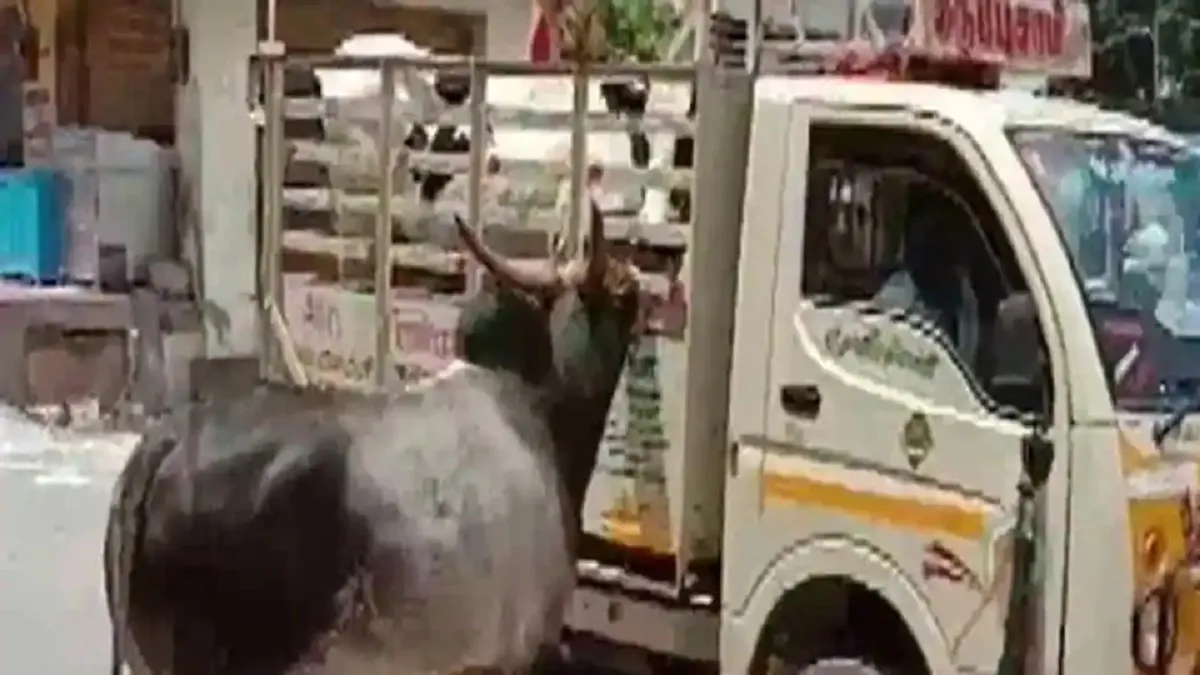 Cow, Bull reunited after the video goes viral on social media- India TV Hindi