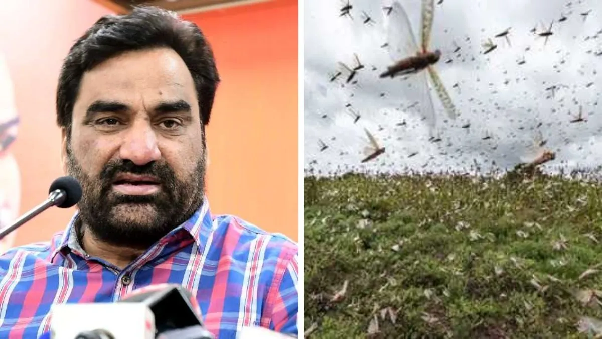 locust crisis should be declared a national disaster, MP Hanuman Beniwal wrote to PM Modi- India TV Hindi