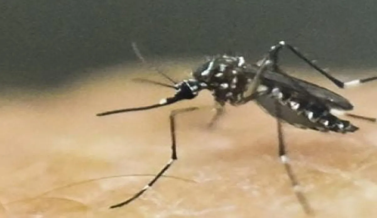 क्‍या मच्‍छर के काटने से भी हो सकते हैं कोरोना वायरस से संक्रमित? WHO से जानिए इसका जवाब- India TV Hindi