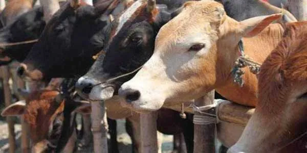 Cows are like members of family, it s a crime to kill them says Karnataka Minister- India TV Hindi