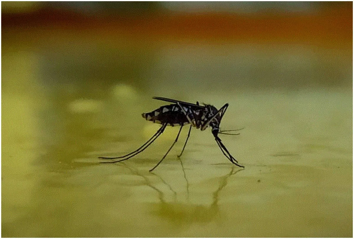Mosquito- India TV Hindi