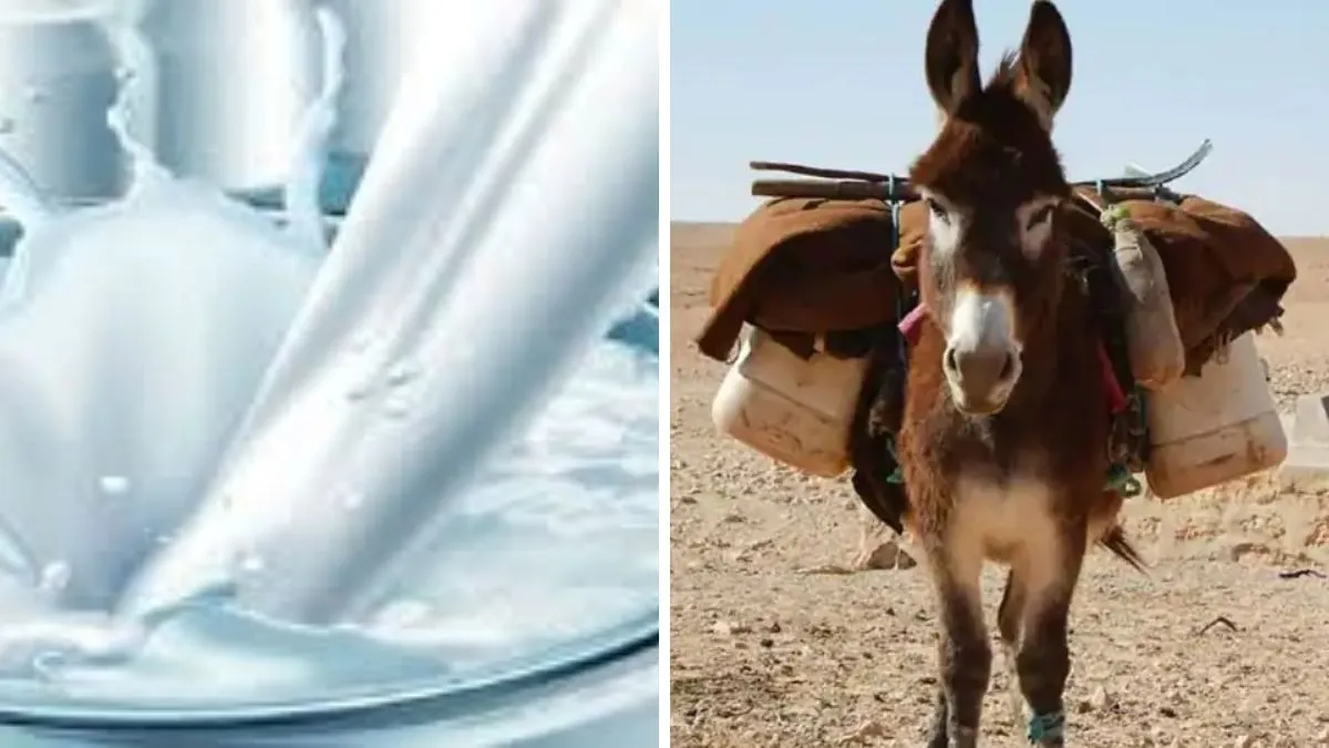 Donkey milk dairy NRCE start in hisar Halari breed price benefits need to know- India TV Hindi