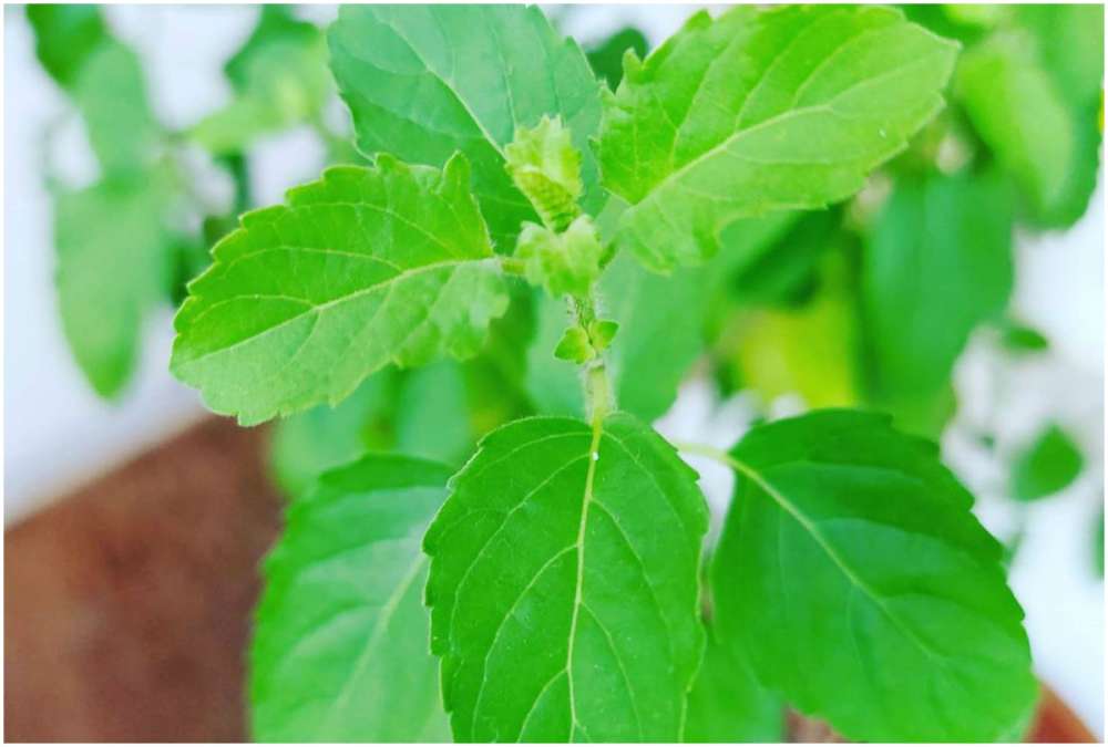 Eat Tulsi leaves daily on an empty stomach in the morning and stay away from diseases