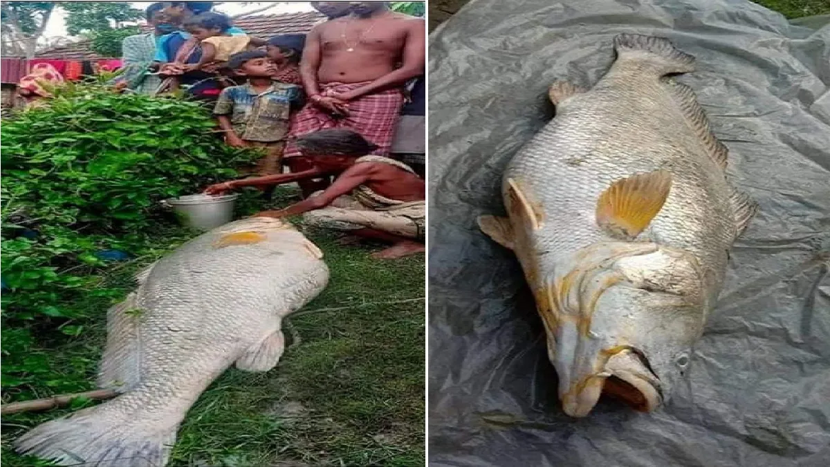 Woman found giant fish in Sundarban turned lakhpati overnight- India TV Paisa