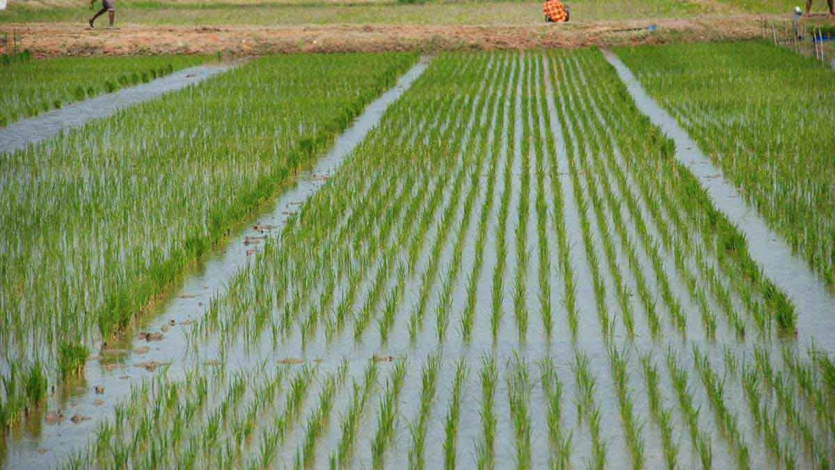 Rice production estimated at record 102.36 mln tonnes in 2020-21 kharif season- India TV Paisa