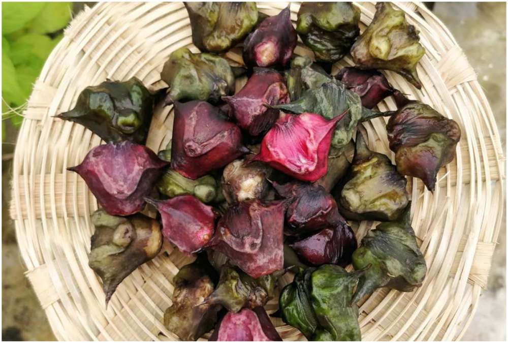 Singhara control diabetes and Piles singhara or Water chestnut benefits in  hindi-डायबिटीज को चंद दिनों में कंट्रोल कर देगा सिंघाड़ा, जानें इसके अन्य  फायदे - India TV Hindi News