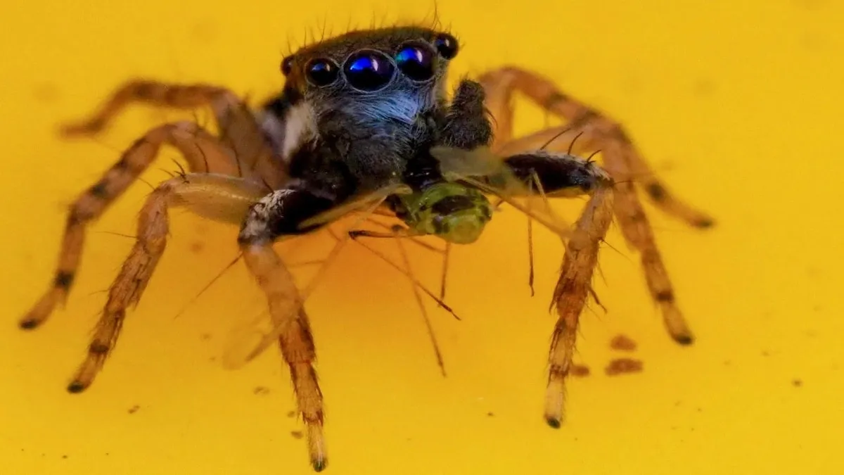 8 eyes Spider, eight eyes spider, blue face spider, New spider, 8 eyes Spider Australia- India TV Hindi