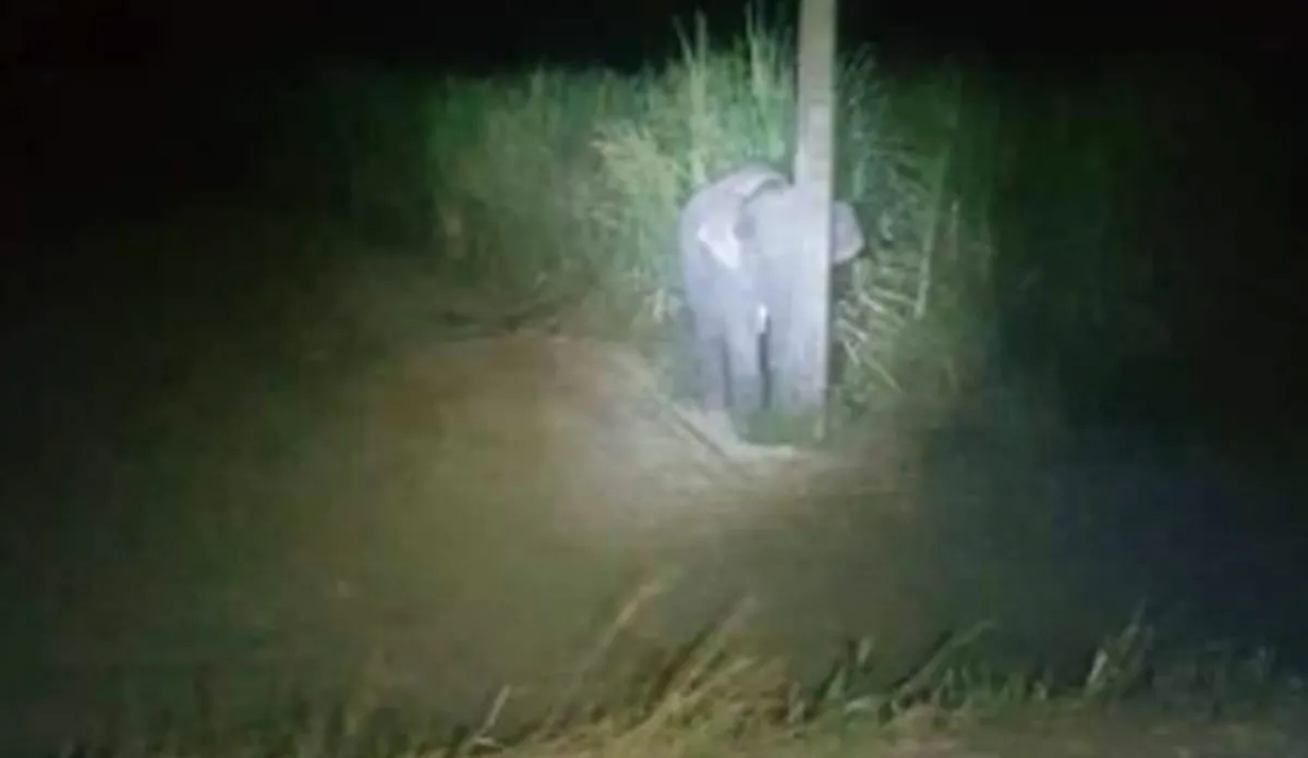 baby elephant tries to hide behind pole- India TV Hindi