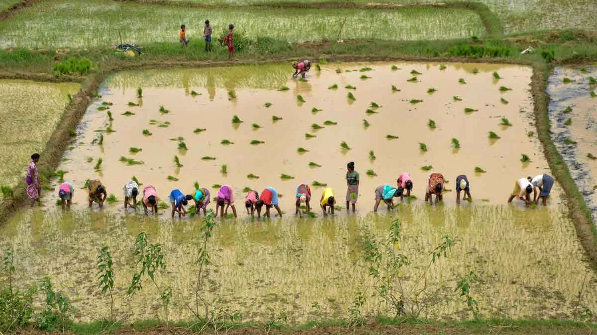 धान के खेत में काम करते हुए कुछ किसान।- India TV Paisa