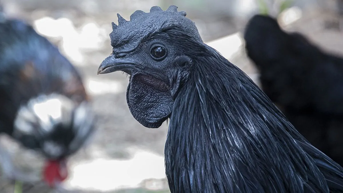 Kadaknath, Kadaknath Coronavirus, Kadaknath Covid-19, Kadaknath Chicken- India TV Hindi