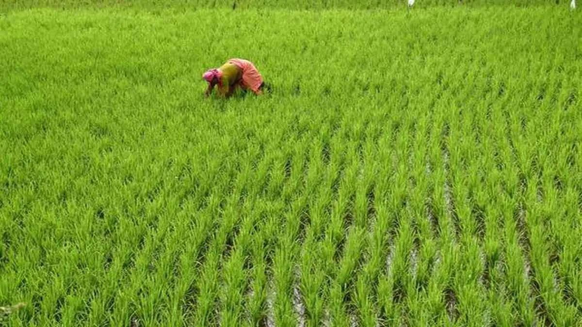 Rabi sowing satisfactory so far during COVID-19, acreage up 4 pc- India TV Paisa