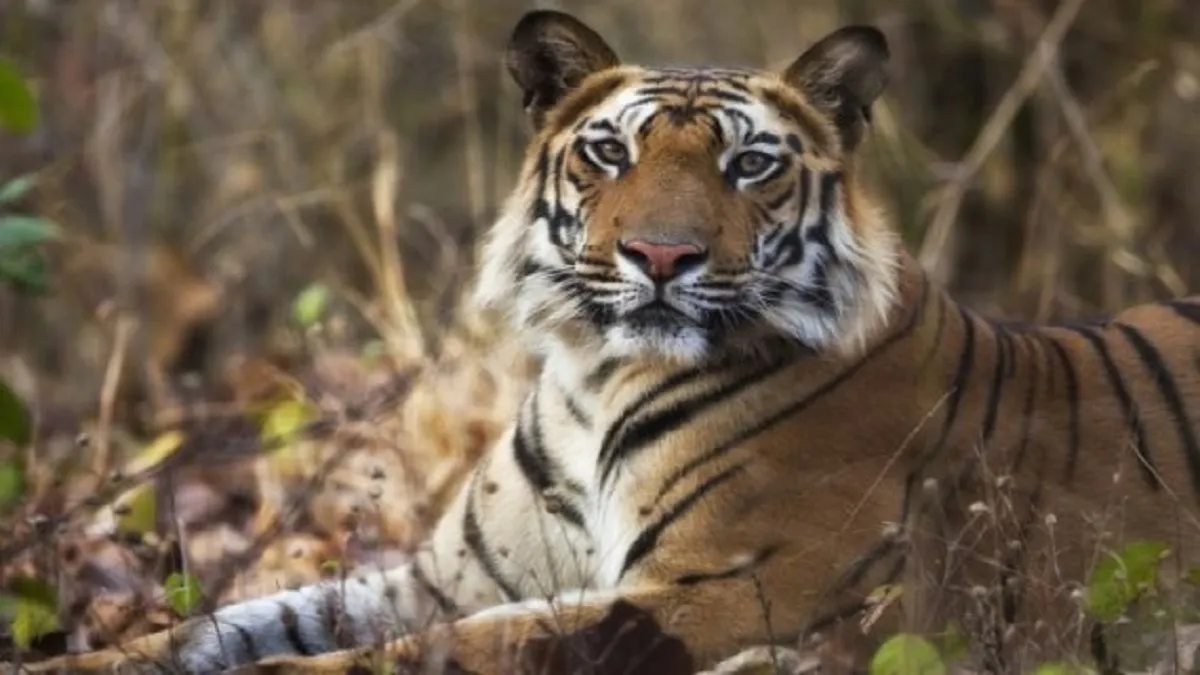 बाघों की आबादी दोगुनी करने के लिए पीलीभीत रिजर्व को मिला ग्लोबल अवॉर्ड- India TV Hindi