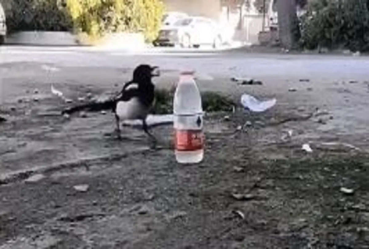 Bird viral video- India TV Hindi