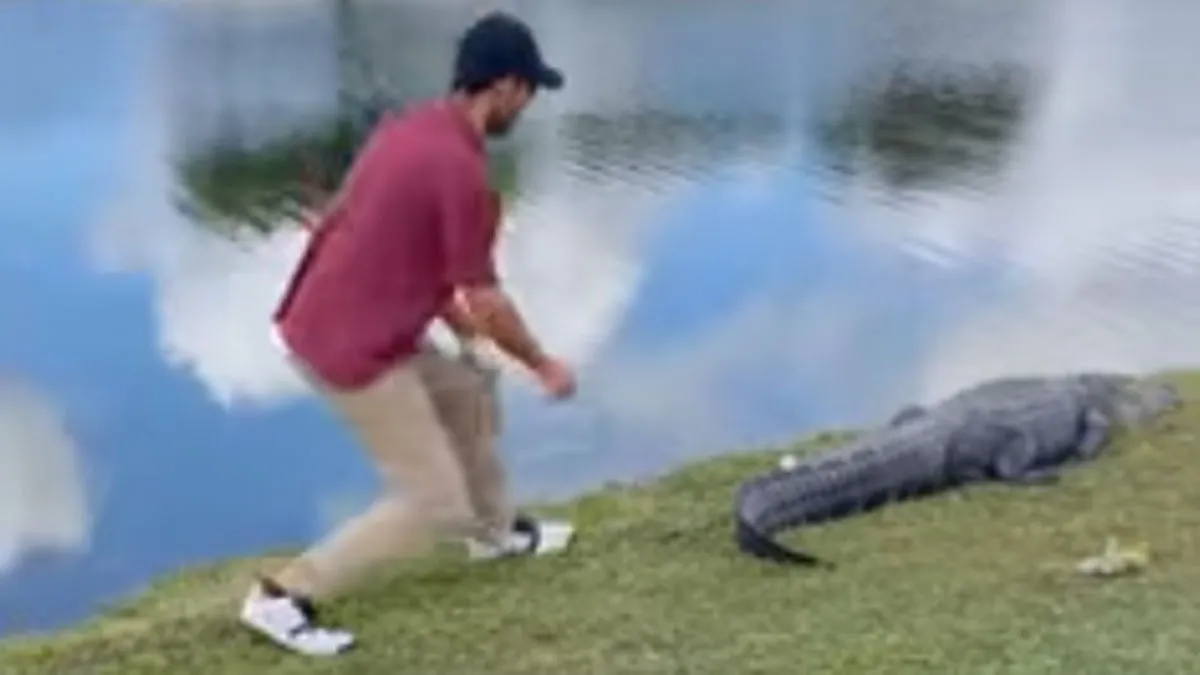 Crocodile Tail Ball, Crocodile Tail Golf Ball, Crocodile Golf Ball, Florida Crocodile Tail Ball- India TV Hindi
