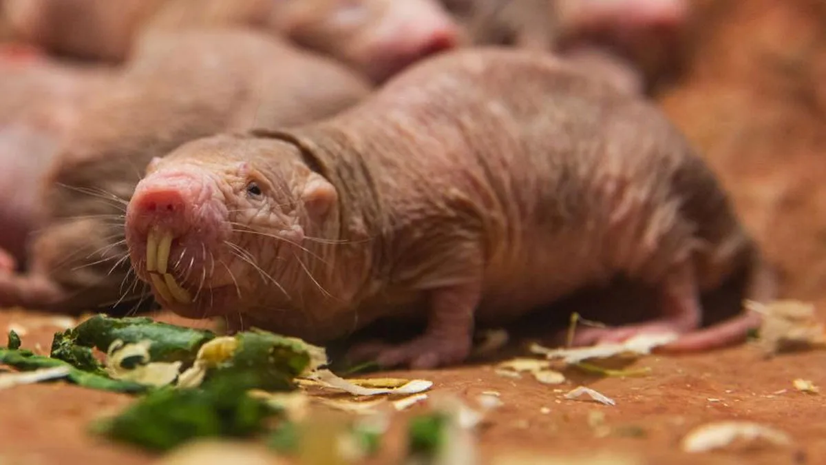Naked Mole Rats, Naked Mole Rats Kidnap Babies, Rats Kidnap Babies, Rats Kidnap Baby Rat- India TV Hindi