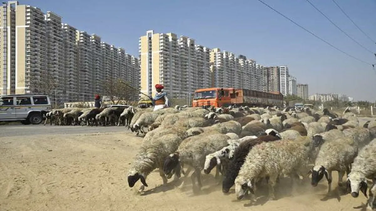 Modi name madgyal sheep gets offer of 70 lakhs rupees in maharashtra । 'मोदी' नाम वाली भेड़ का दाम ल- India TV Hindi