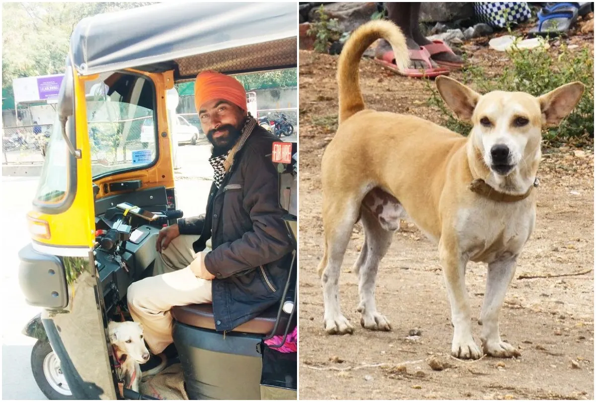 Dog and Auto driver - India TV Hindi