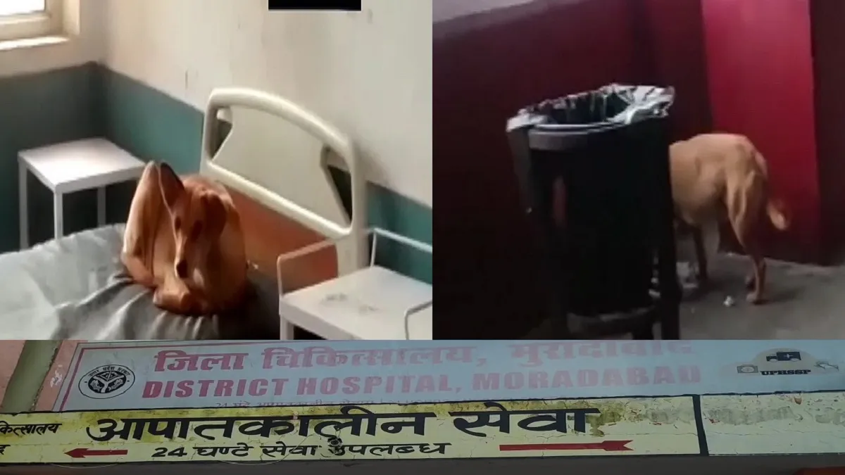 dog menace government hopital moradabad patients in fear मरीजों के बिस्तर पर कुत्ते कर रहे 'मौज', चै- India TV Hindi