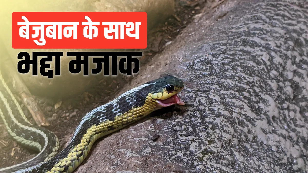 snake- India TV Hindi
