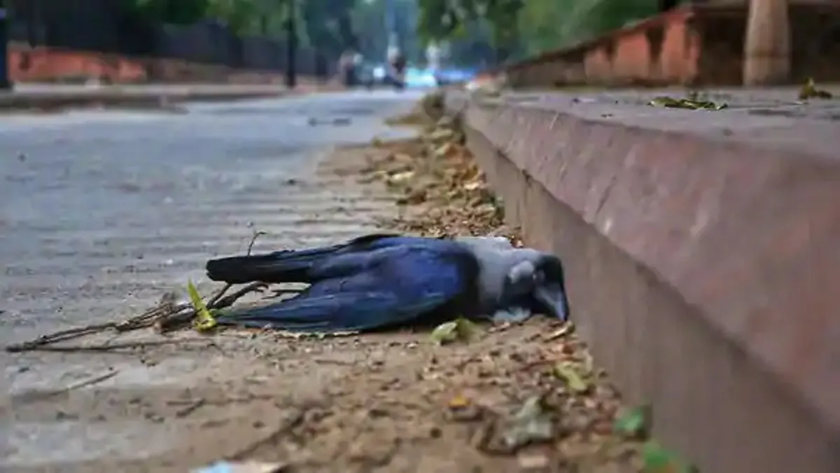 महाराष्ट्र में एक दिन में 376 पक्षियों की मौत, राज्य पशुपालन विभाग ने दी जानकारी- India TV Hindi