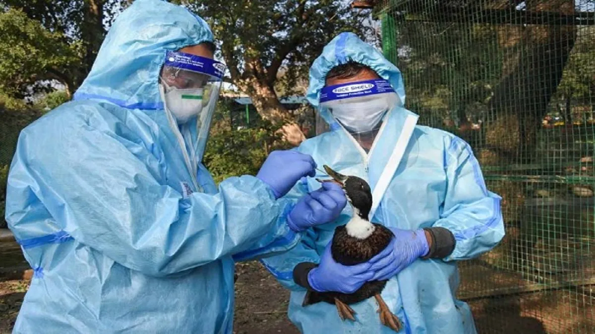 Delhi Bird Flu Dead Owl In Delhi Zoo Found To Have avain flu - India TV Hindi