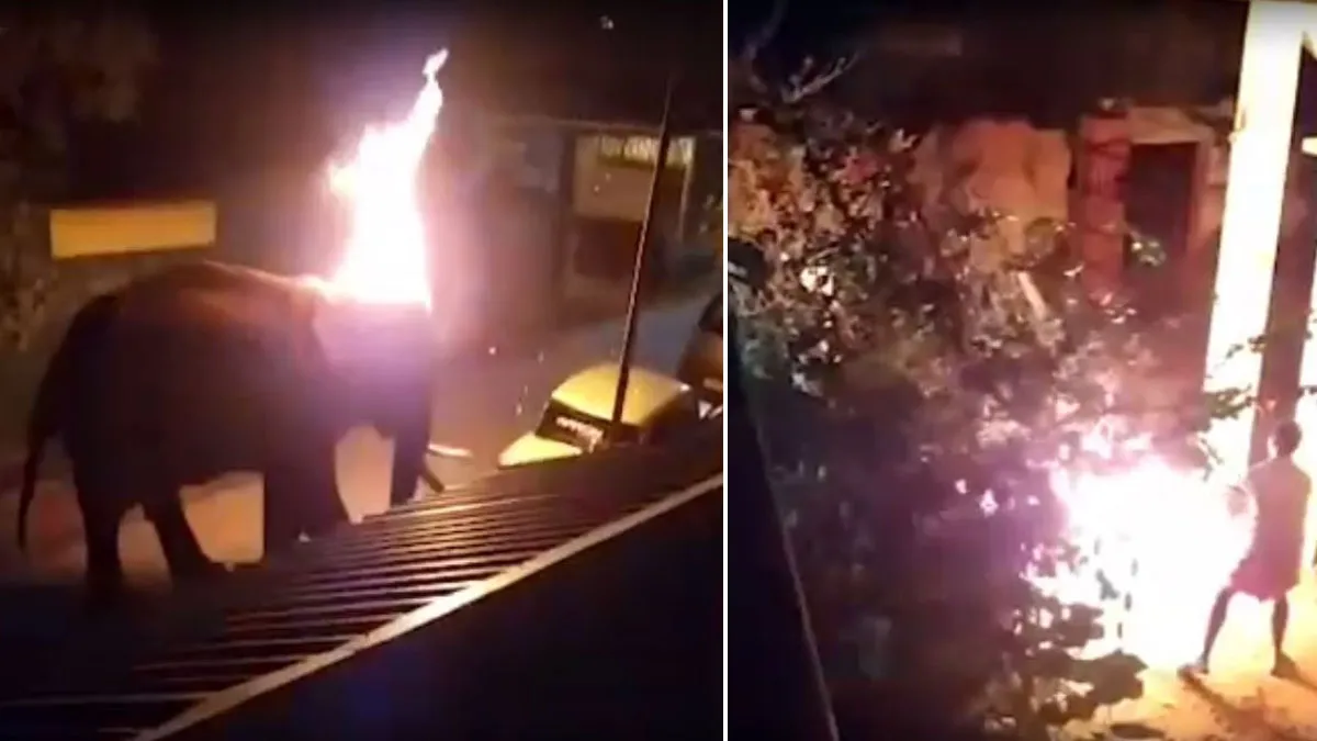 VIDEO: हाथी पर फेंका जलता...- India TV Hindi