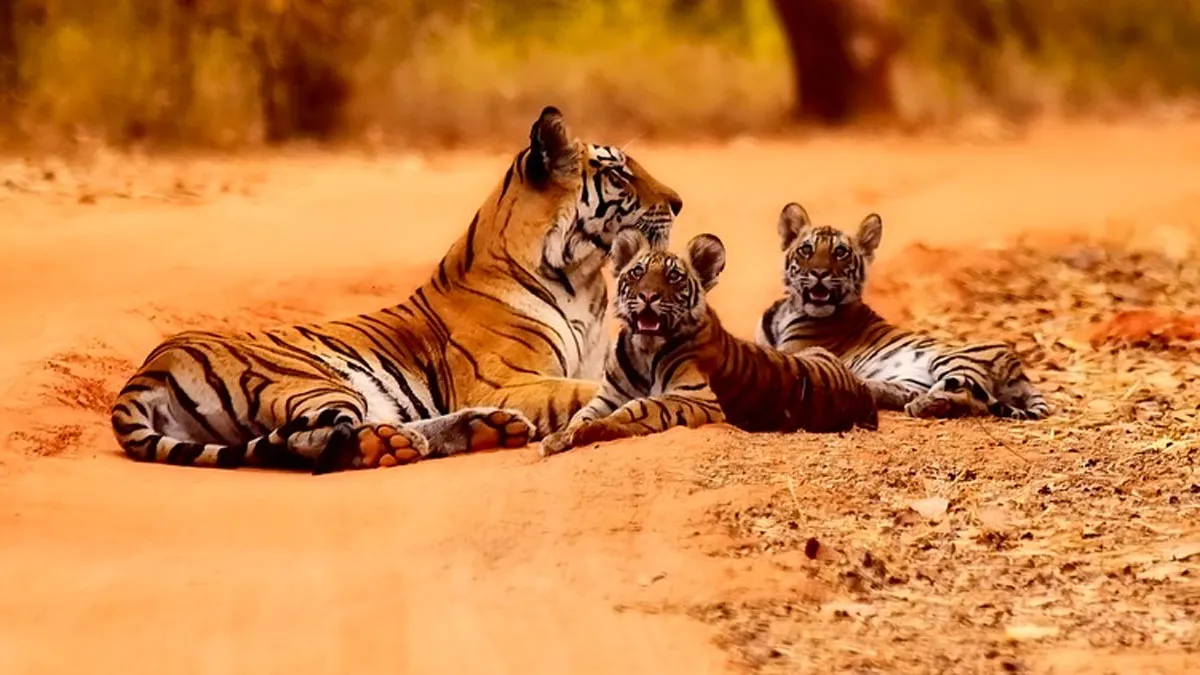 Tigress Killing In Maharashtra For Cow, Tigress Killing In Maharashtra, Cubs Killing In Maharashtra- India TV Hindi