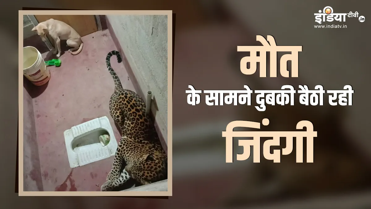 leopard with dog- India TV Hindi