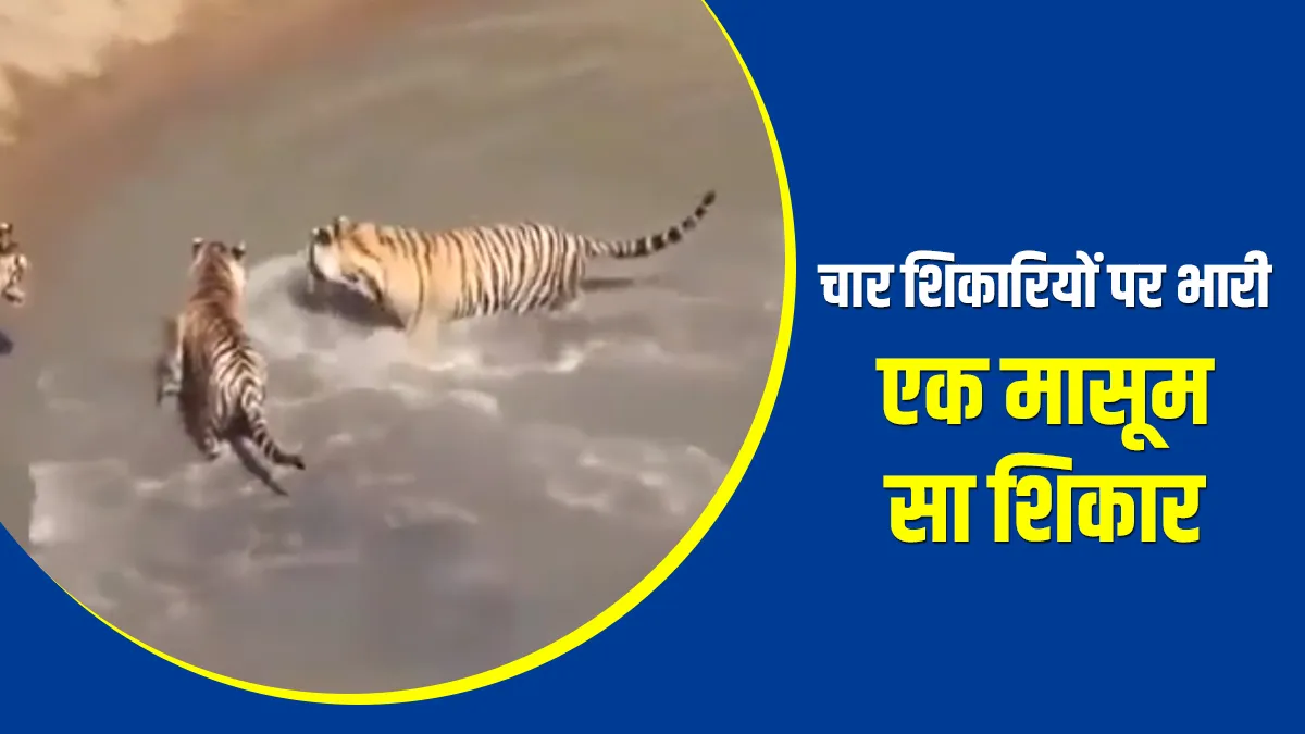 duck in water annoyed 4 tigers in forest viral video - एक मासूम  से शिकार ने पस्त कर डाले चार चार भय- India TV Hindi